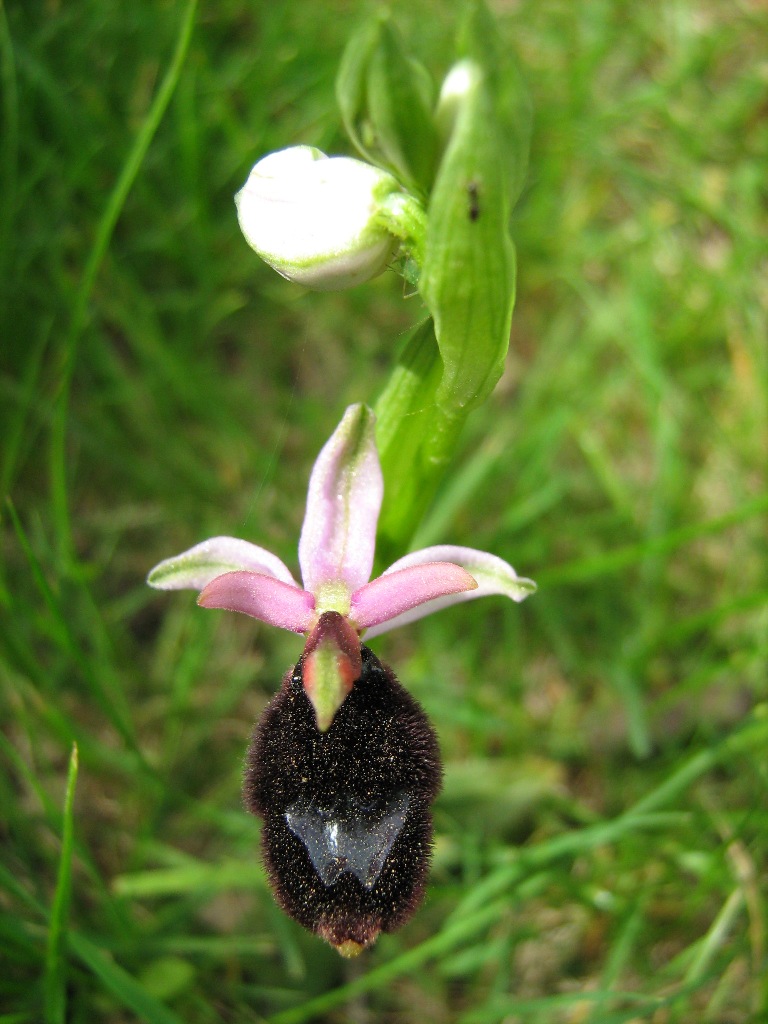 Conferma Ophrys bertolonii